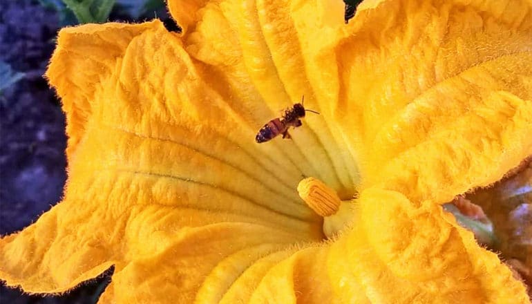 A bee flying into a large yellow flower