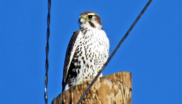 A falcon perches on a wooden fence post against a blue sky