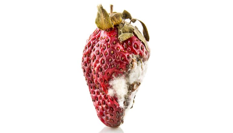 rotten strawberry