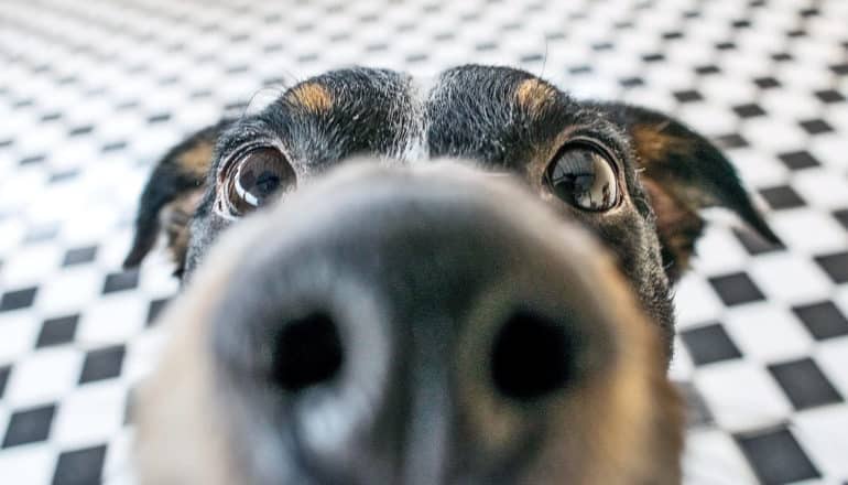 A dog sniffs the camera