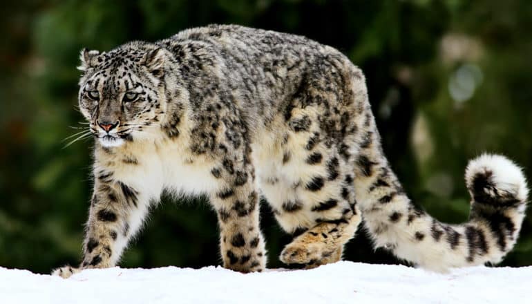 A snow leopard walks on white snow with a forest in the background