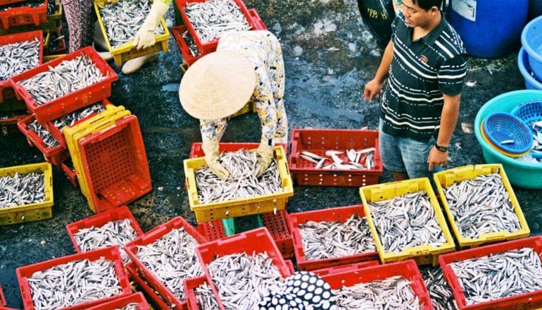 Workers at a fish market move crates of fish