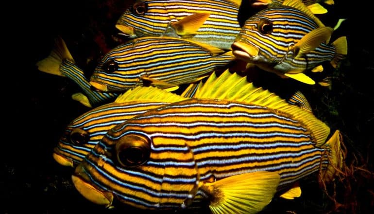 striped yellow fish