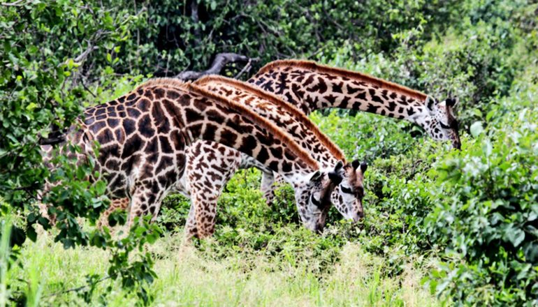 Three giraffes lean down to eat leaves