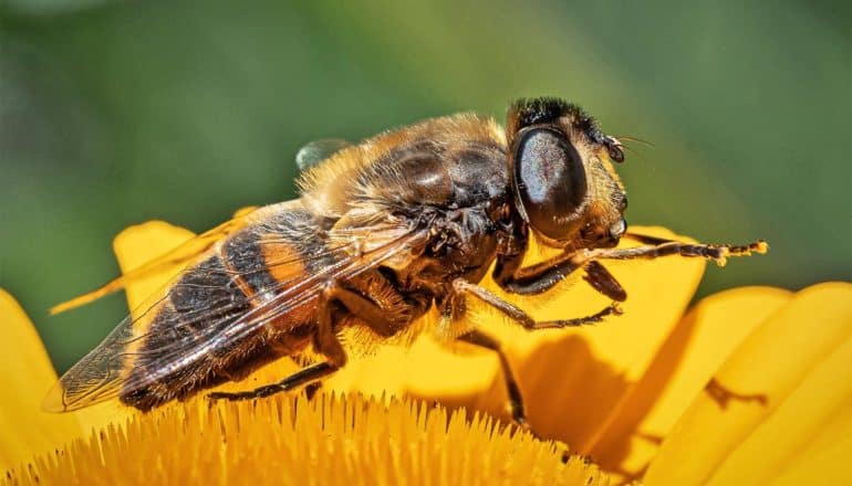 A honey bee stands on a yellow flower