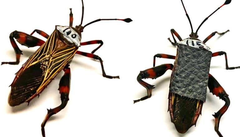 Two insects side-by-side wearing armor from the scientists