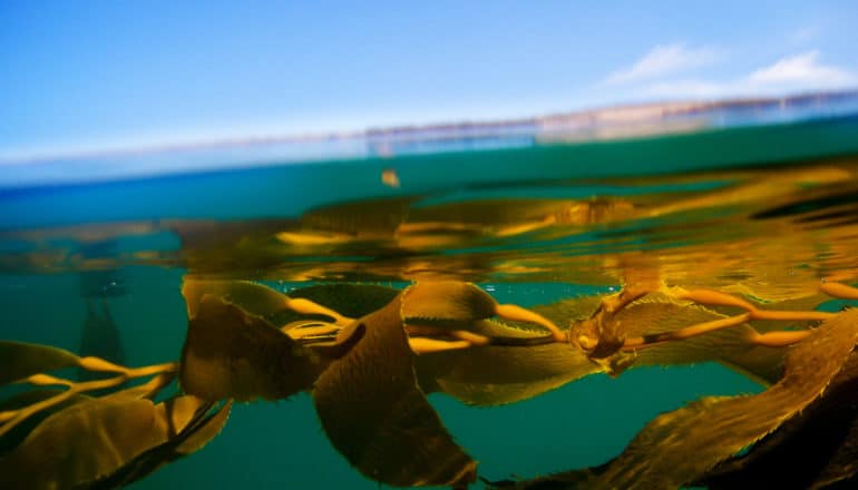 half-underwater shot of kelp