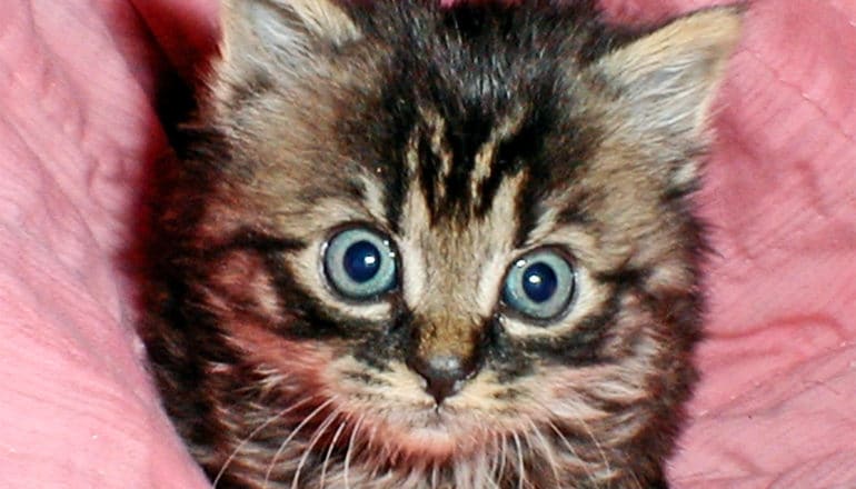 A kitten with blue eyes looks up at the camera