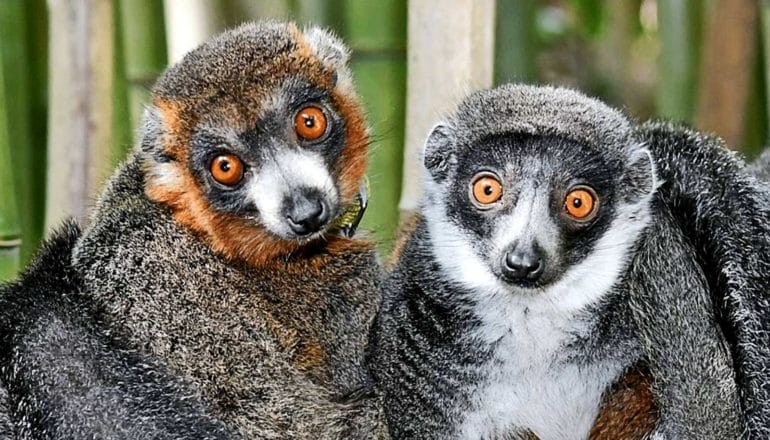 Two lemurs look at the camera while sitting side-by-side