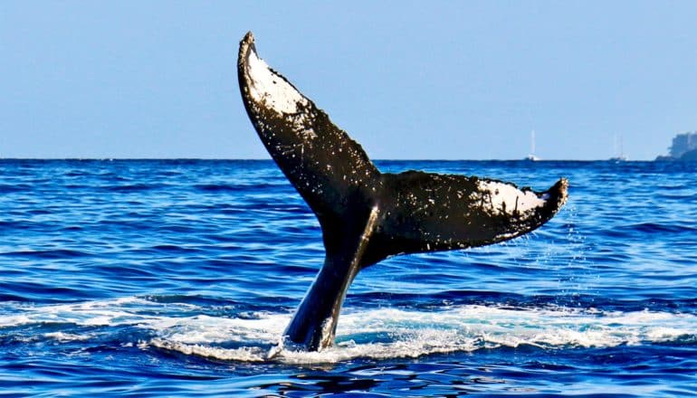 A whale's tail above the water