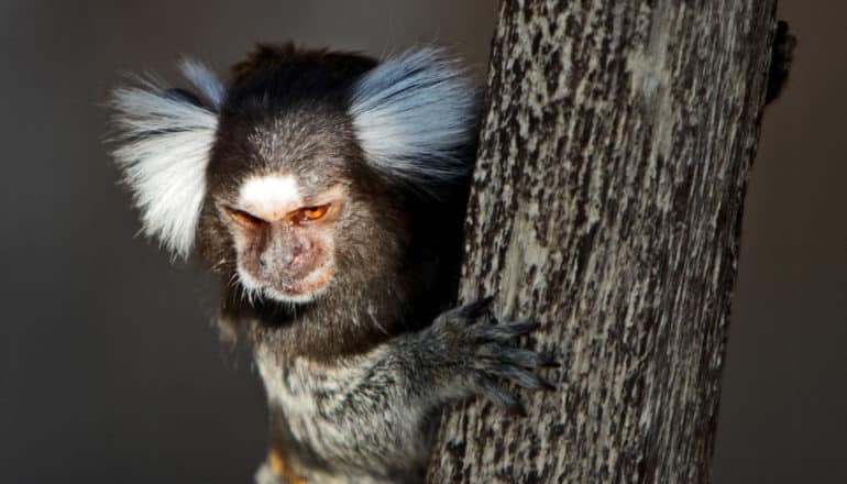 marmoset in tree