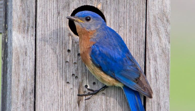 eastern bluebird at nest box