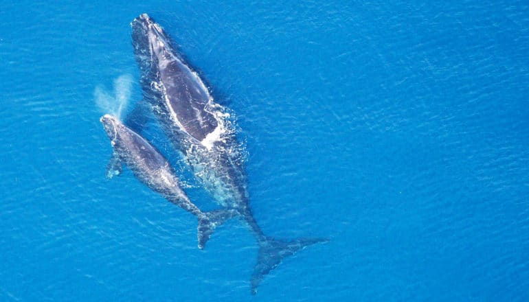 A North Atlantic right whale and her calf swim through blue ocean