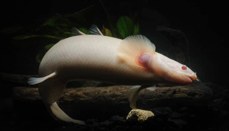 long white fish swims in dark water