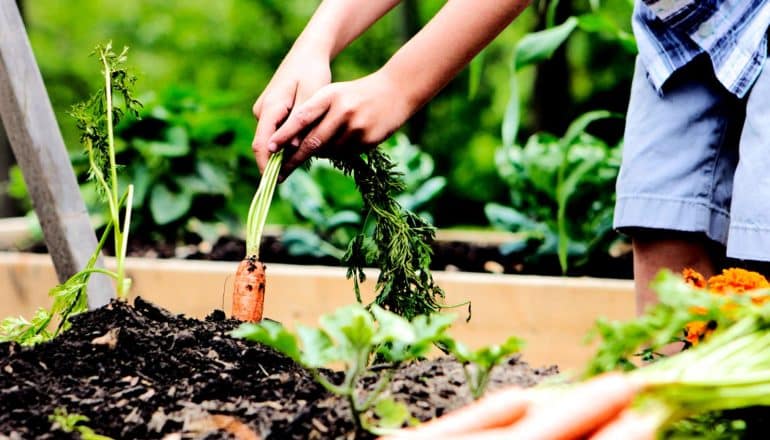 A young boy pulls a carrot from soil in a school garden