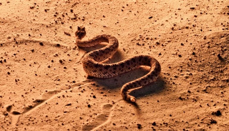 sidewinder on sand