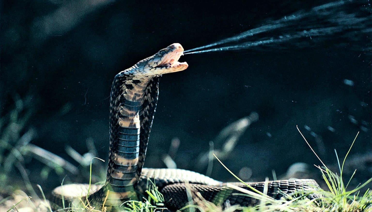 Great Facts: Spitting cobra venom evolved as an extra painful defense