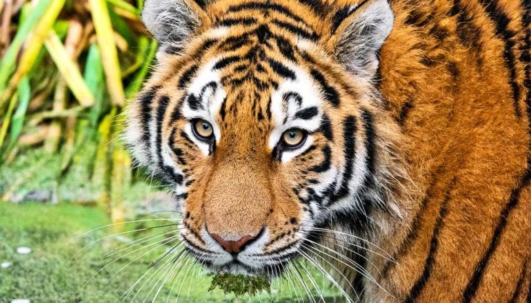 A tiger has green algae on it's mouth after drinking from a pond