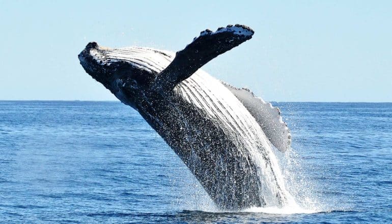 A whale breaches the surface of the water