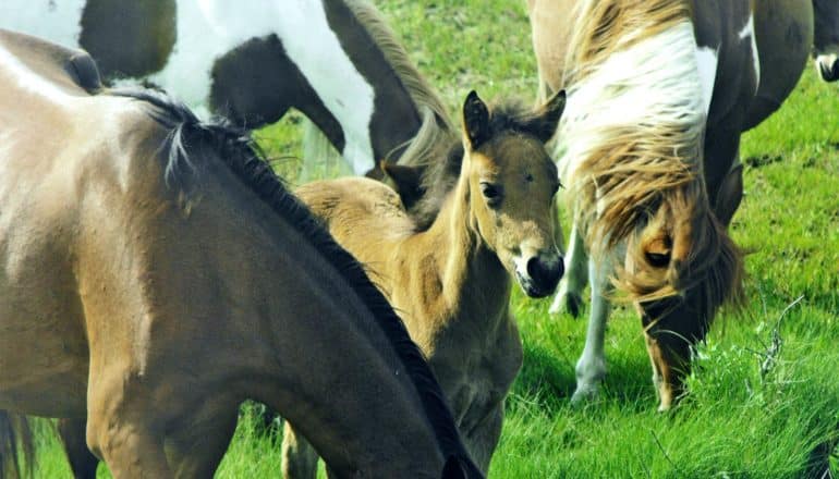 Chincoteague ponies eat grass as a foal looks up towards the camera