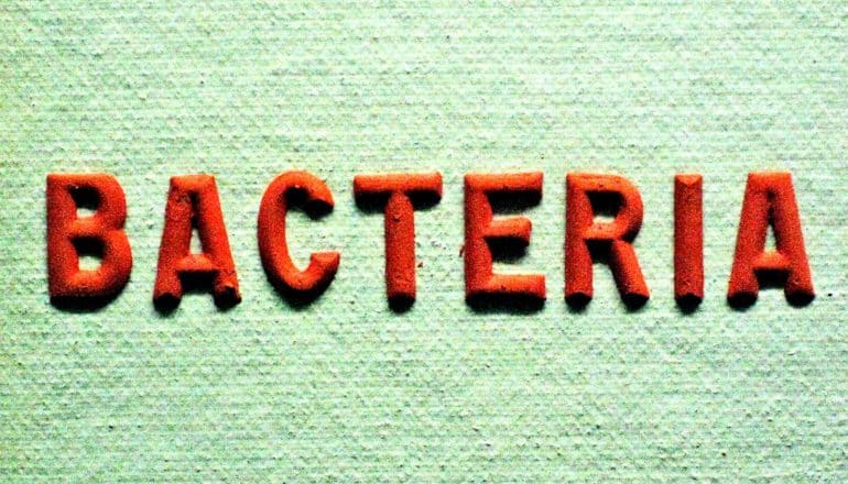 Red clay letters spell out "bacteria" on a green background