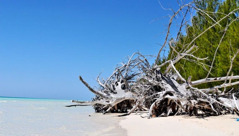 A beach in the Bahamas with sun-bleached branches on the sand and trees in the background