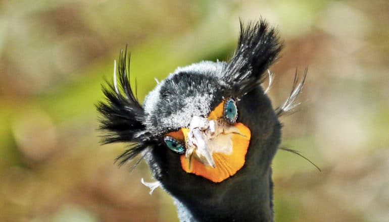 double-crested cormorant face with orange beak, blue eyes, and two puffs of feathers on head