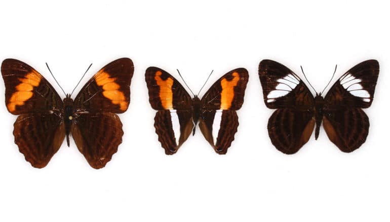 three butterflies: black with orange bands; black with orange and white bands; black with white bands on wings