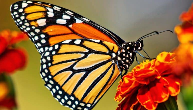 A monarch butterfly on an orange and yellow flower