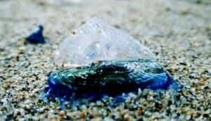 A by-the-wind sailor jellyfish with it's blue/green body and translucent sail pointing upwards