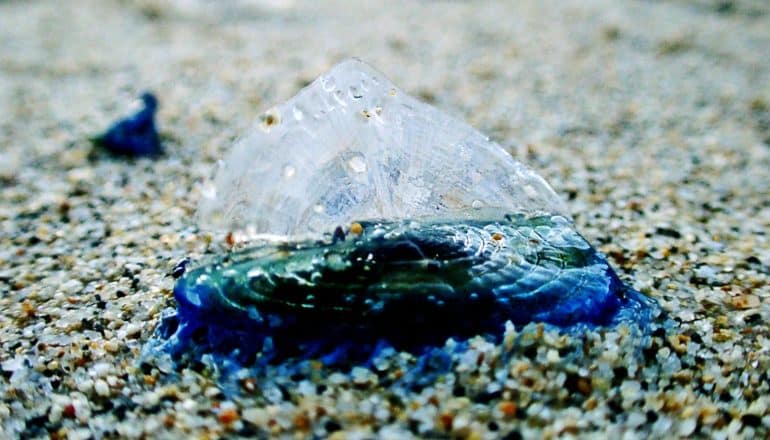 A by-the-wind sailor jellyfish with it's blue/green body and translucent sail pointing upwards