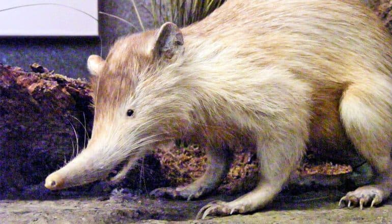 A small white-furred solenodon with a long snout