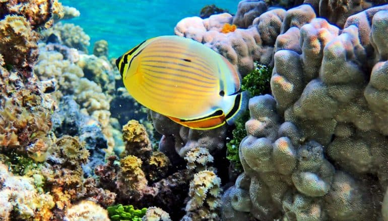 A yellow and blue fish swims through a coral reef