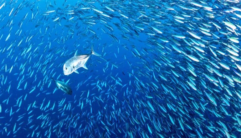 Two fish swim through a school of smaller fish