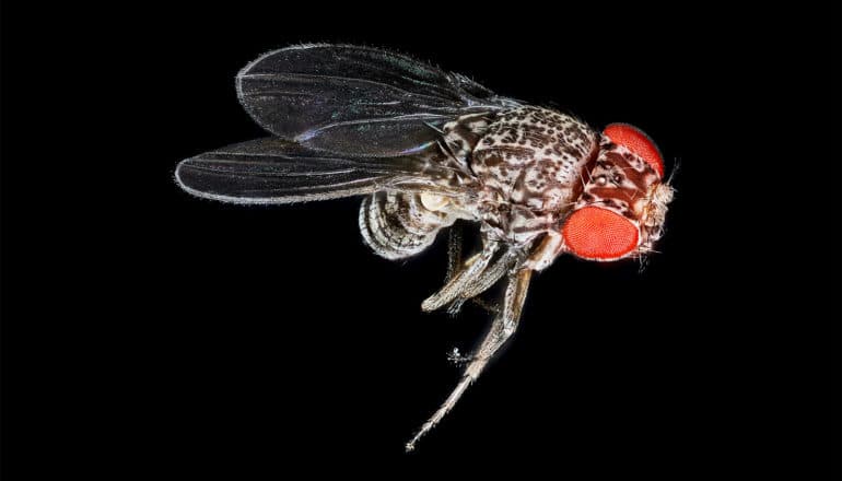 A fruit fly with red eyes against a black background