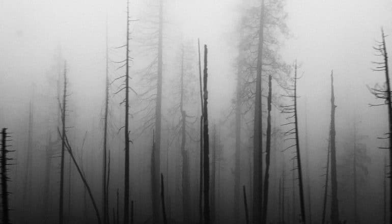 dead tree stumps in fog