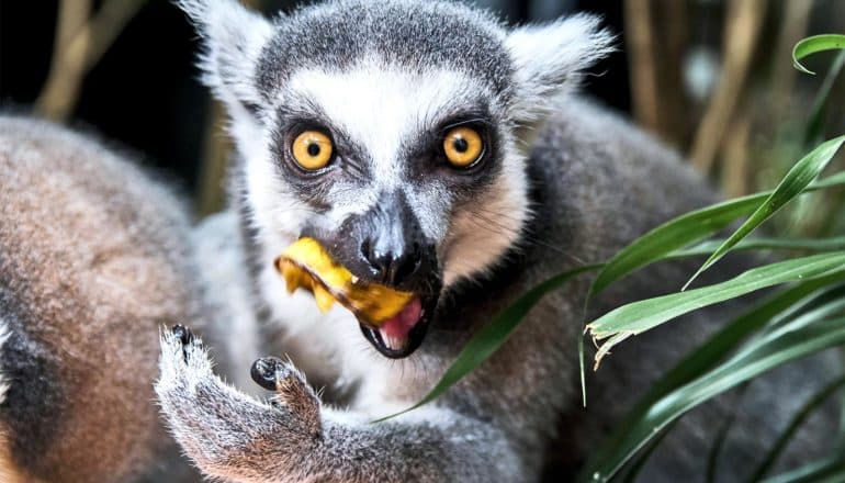 A wide-eyed lemur eating an orange fruit