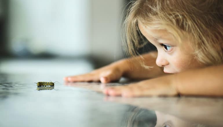 child stares intently at caterpillar