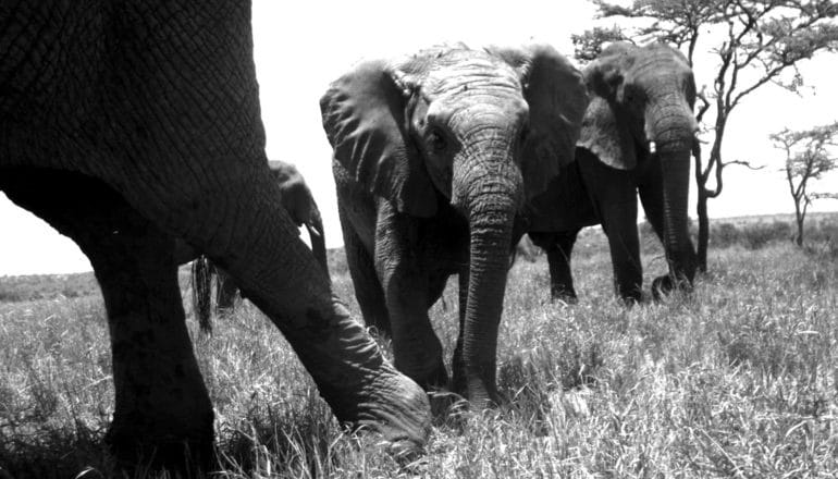 elephant back legs and two more in b/w camera trap pic