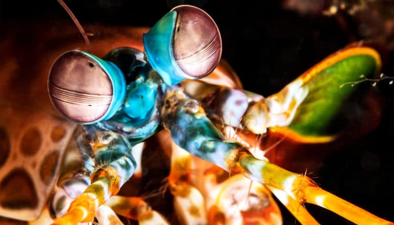 A close up of a colorful mantis shrimp and its large blue and purple eyes