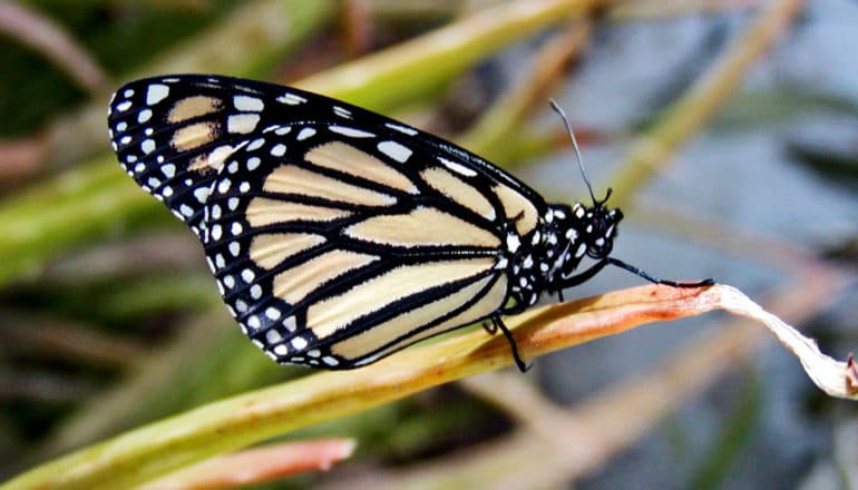 An orange and black western monarch butterfly on a branch