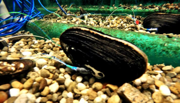 A mussel has a device attached to it with a wire running from it.