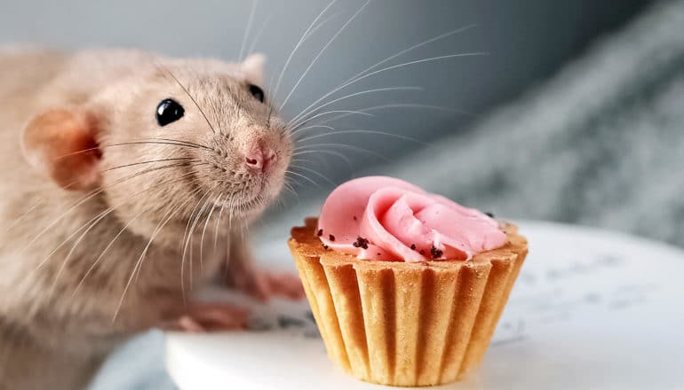 rat and pink cupcake