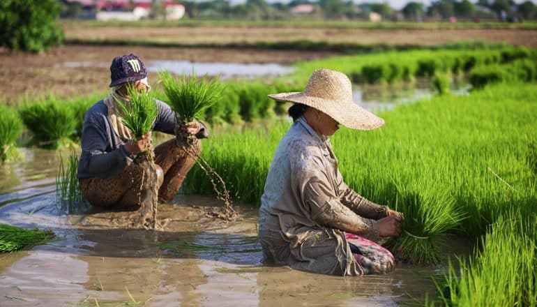 two people work in rice field