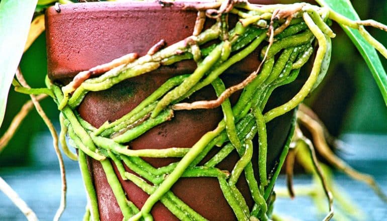 Green roots wrap around a plant pot