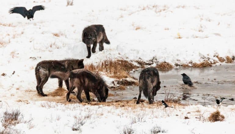 four wolves near water amid snow with birds (crows and magpies)