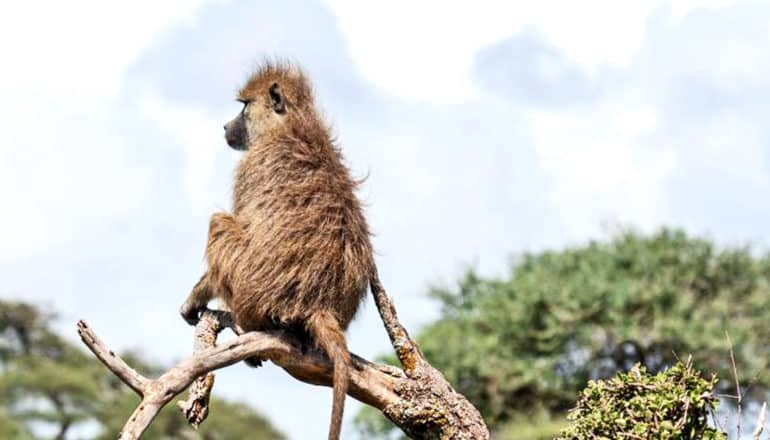 A baboon sits on a branch high above other trees