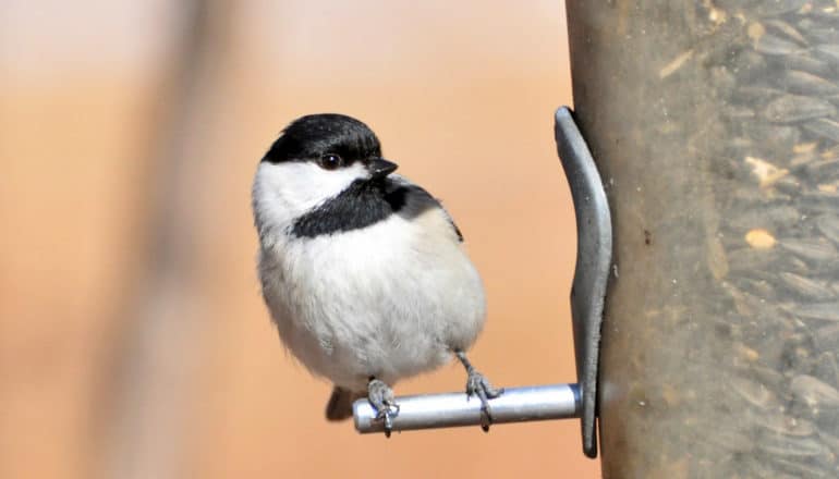 small round bird at feeder leans to the side. Cap and throat are black/the rest white or light gray