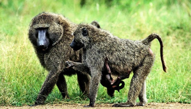 A male and female baboon walk side by side