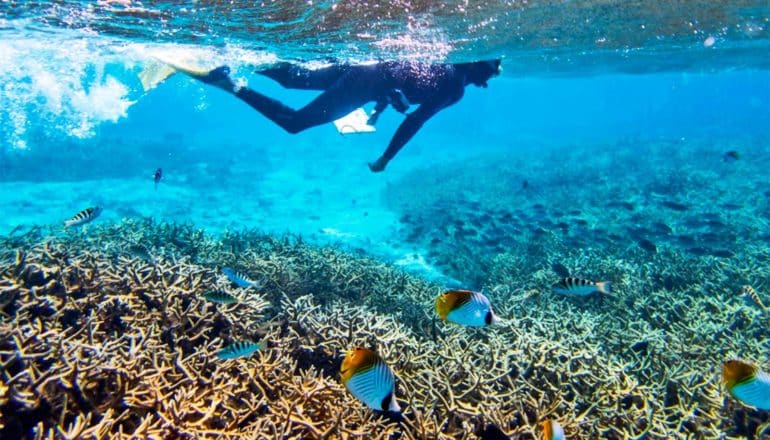 A scuba diver swims on the surface of the water while blue and yellow fish swim over coral reefs